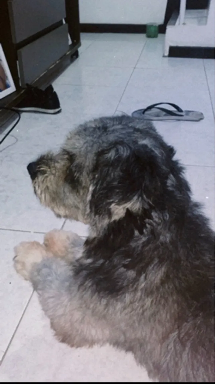 Poodle para doação
