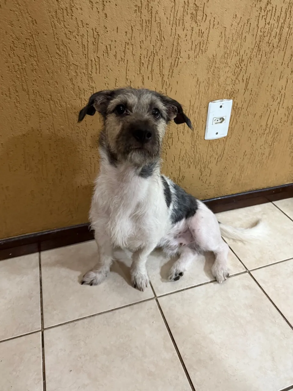 CACHORRO 8 meses adoção