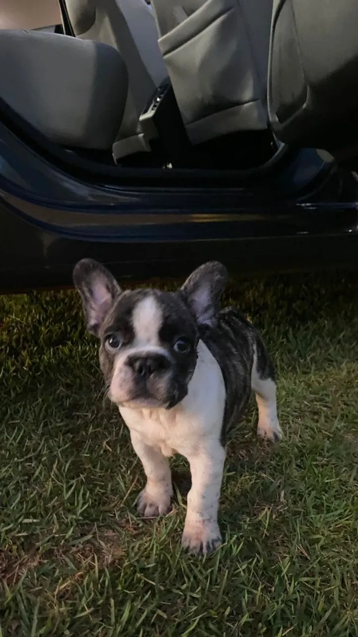 Filhote de Bulldog Francês