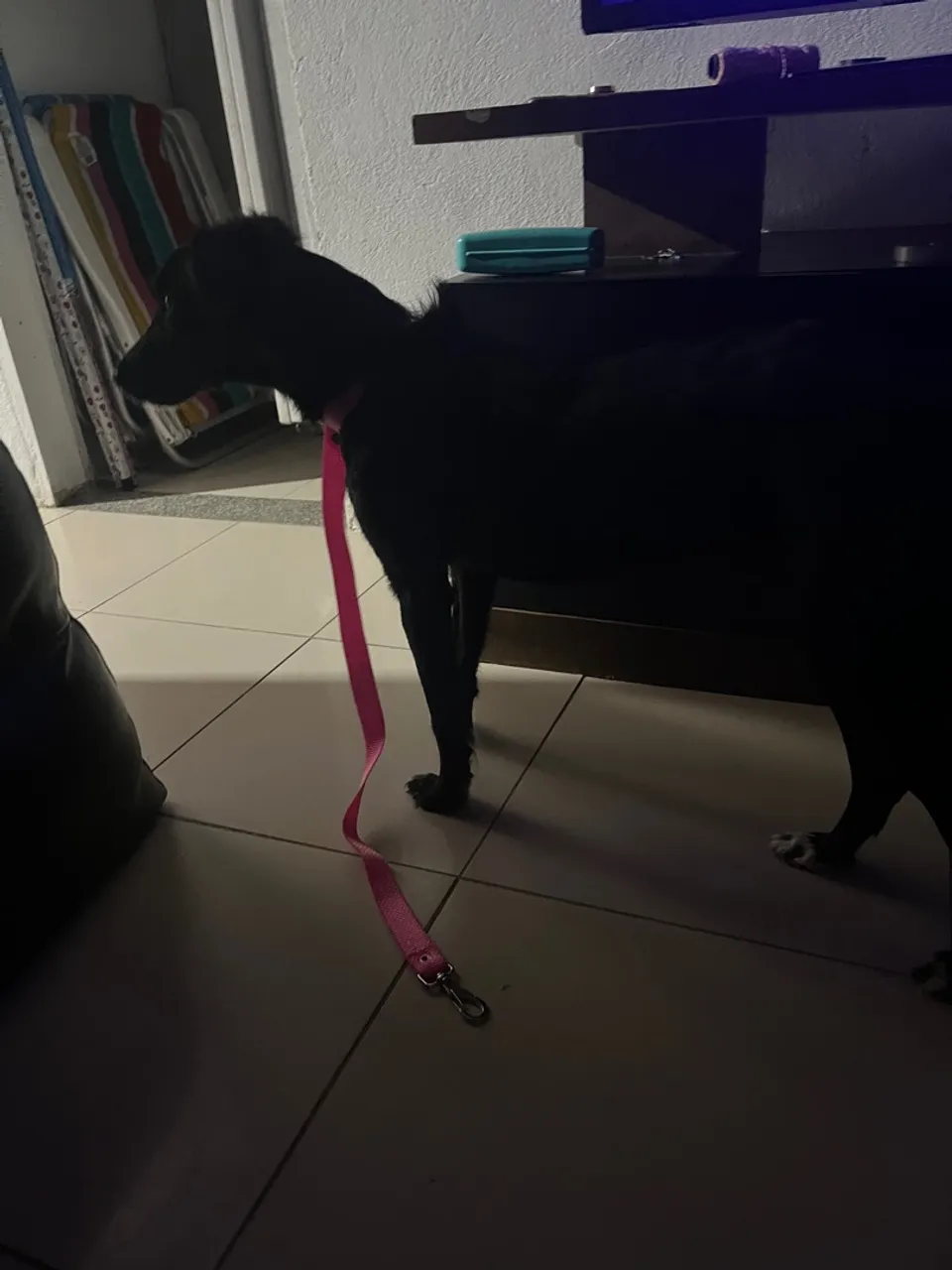 Cachorrinha adorável para adoção 