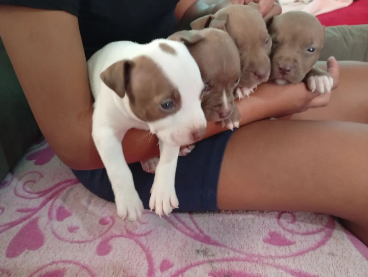 Filhotes de Pitbull disponíveis para venda