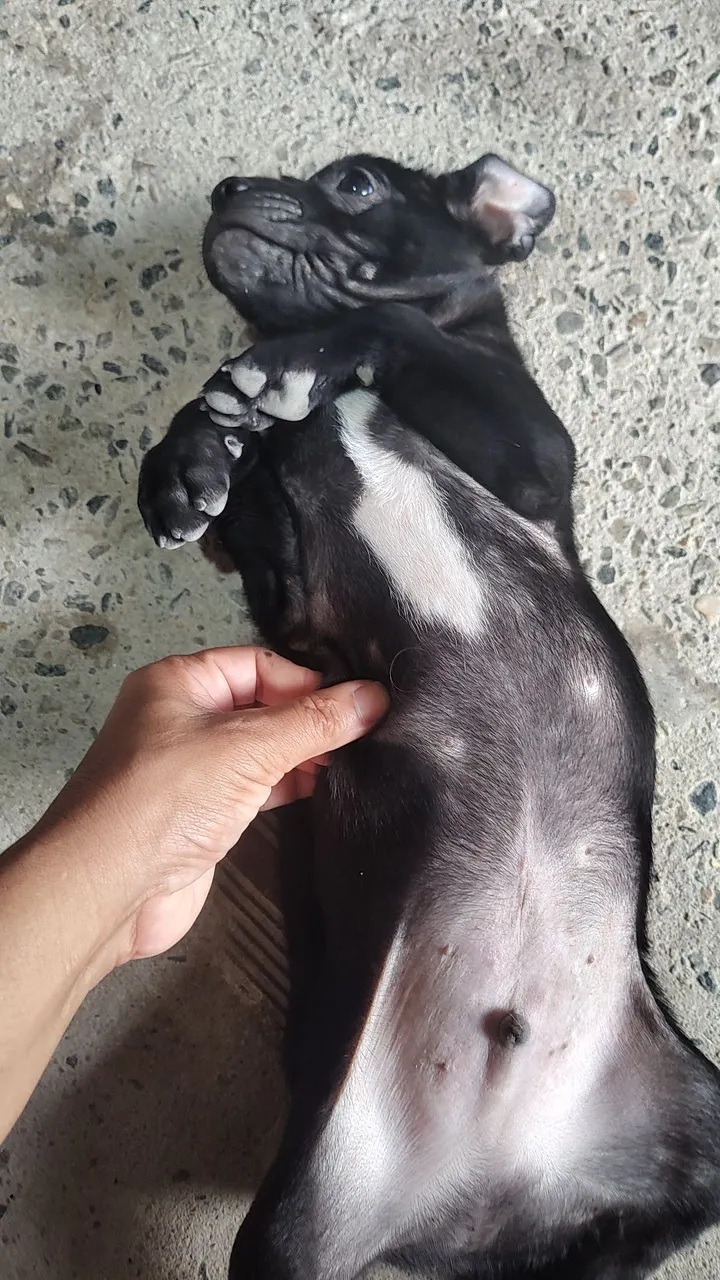 Filhote de cachorro preto e branco