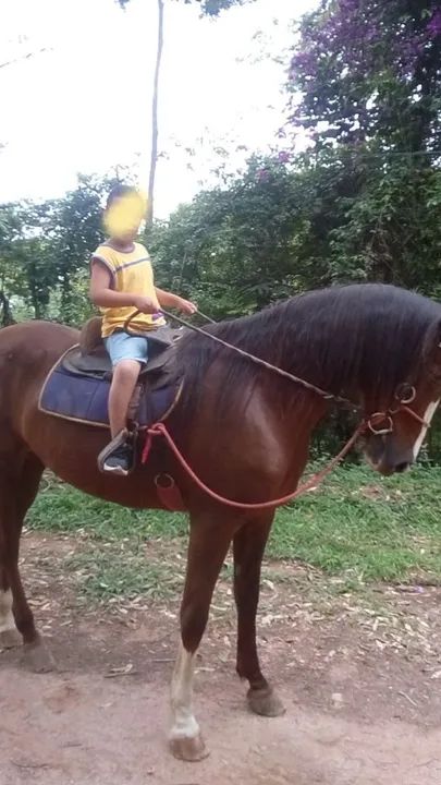 Venda de égua mangalarga 