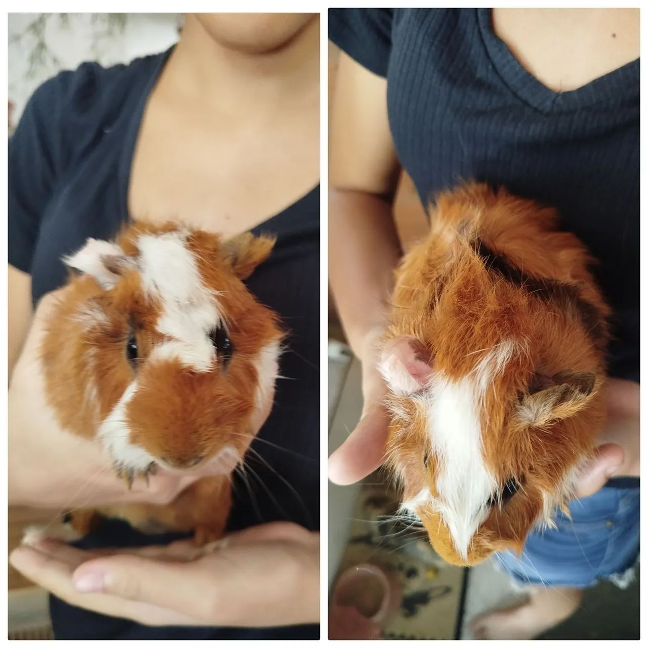 Porquinho da índia  - Foto 2