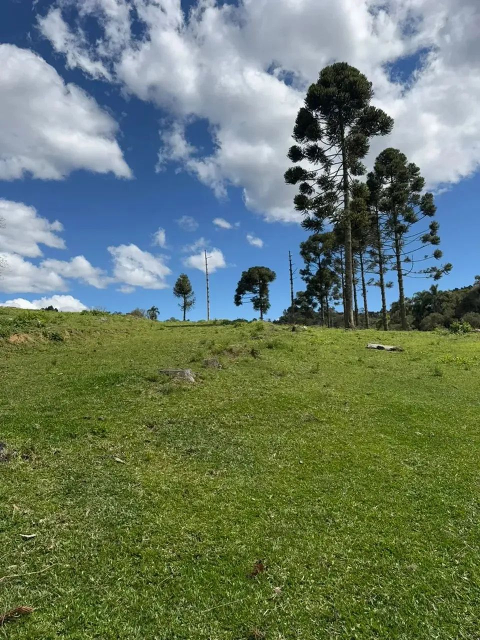 Sítio à Venda em Rancho Queimado  SC  Com riacho dentro da propriedade! - Foto 10
