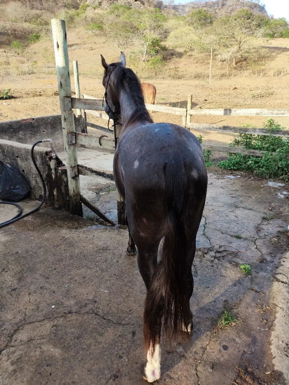 Potro Mangalarga Marchador 2,5 Anos - Foto 4