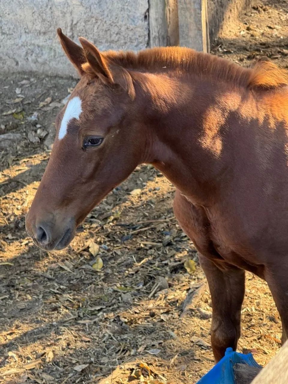 Potra Marcha Picada sem registro  - Foto 3