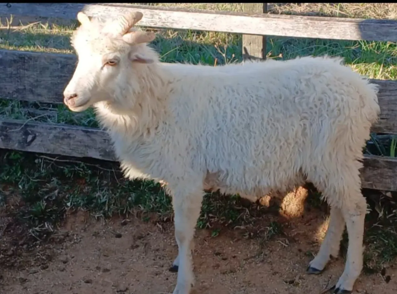 Borrego branco com chifres