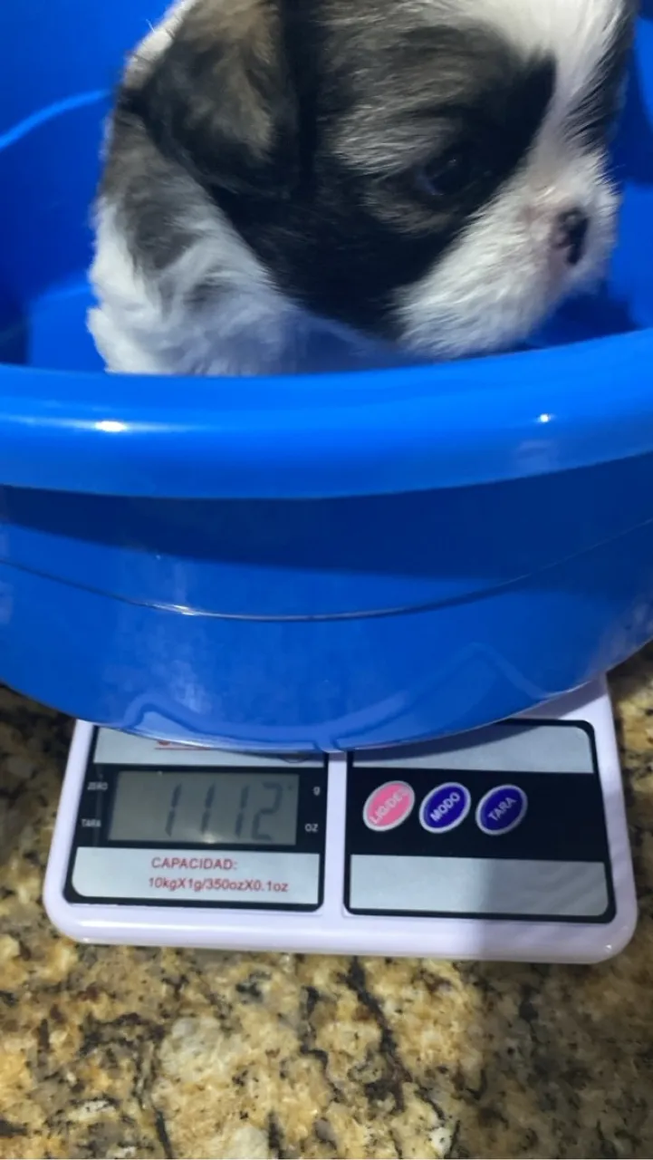 Filhote de Shih Tzu