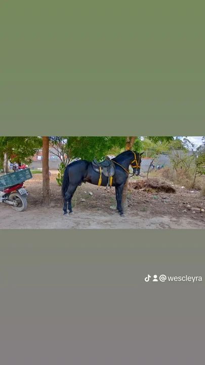 Cavalo preto campolina  - Foto 5