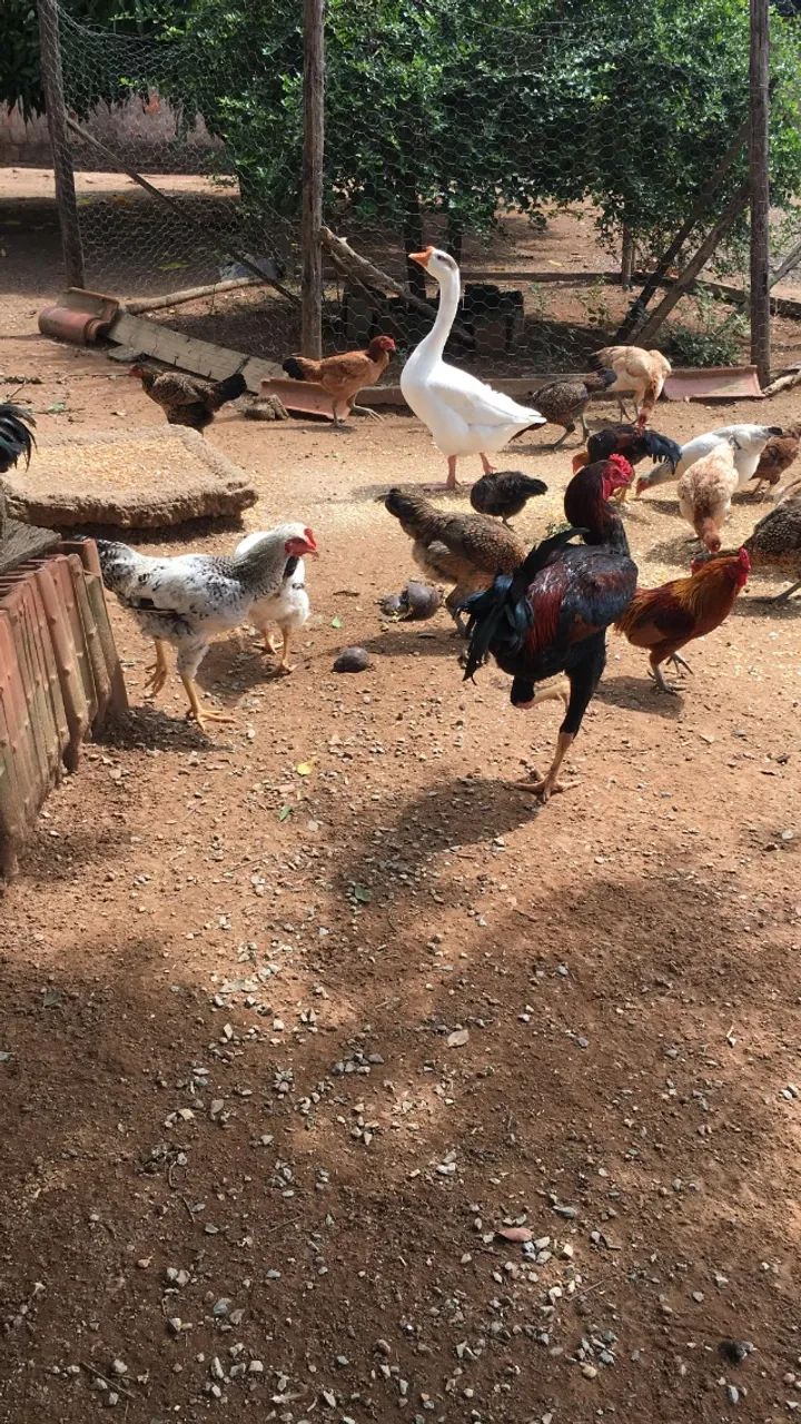 Galinha caipira e poedeira - Foto 3