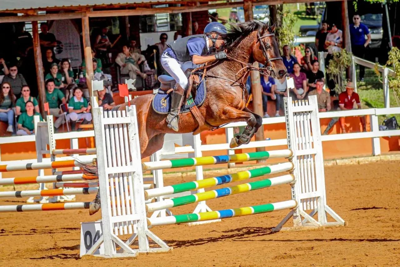 Cavalo de salto à venda - Foto 2