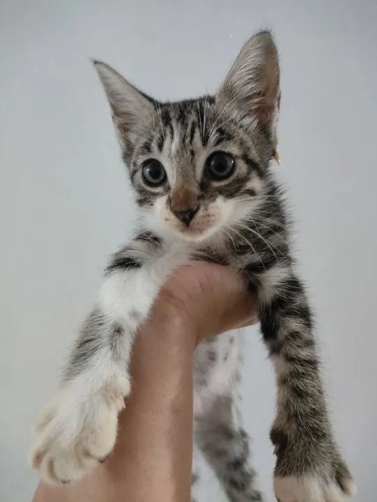 Gatinhos para adoção 
