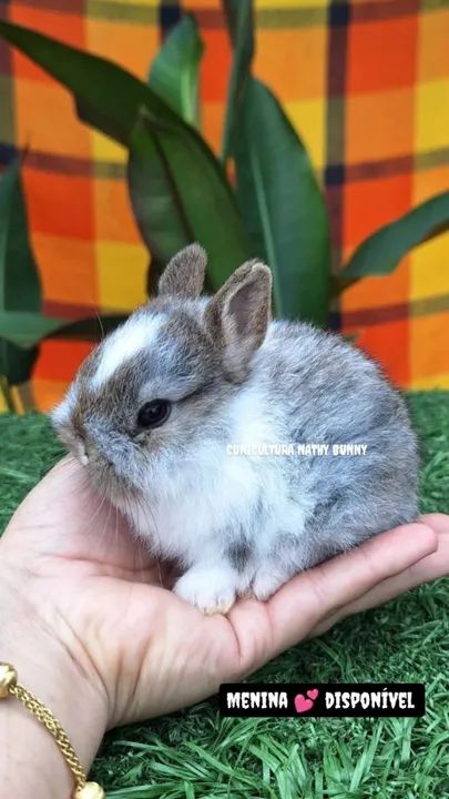 Coelho Netherland dwarf linhagem importada  - Foto 4