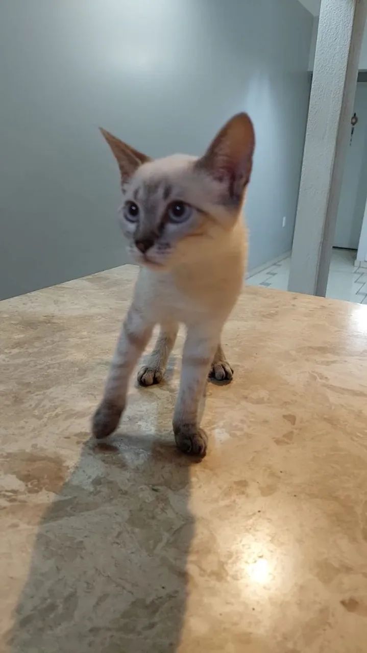 Doa-se filhote gata fêmea - Foto 2