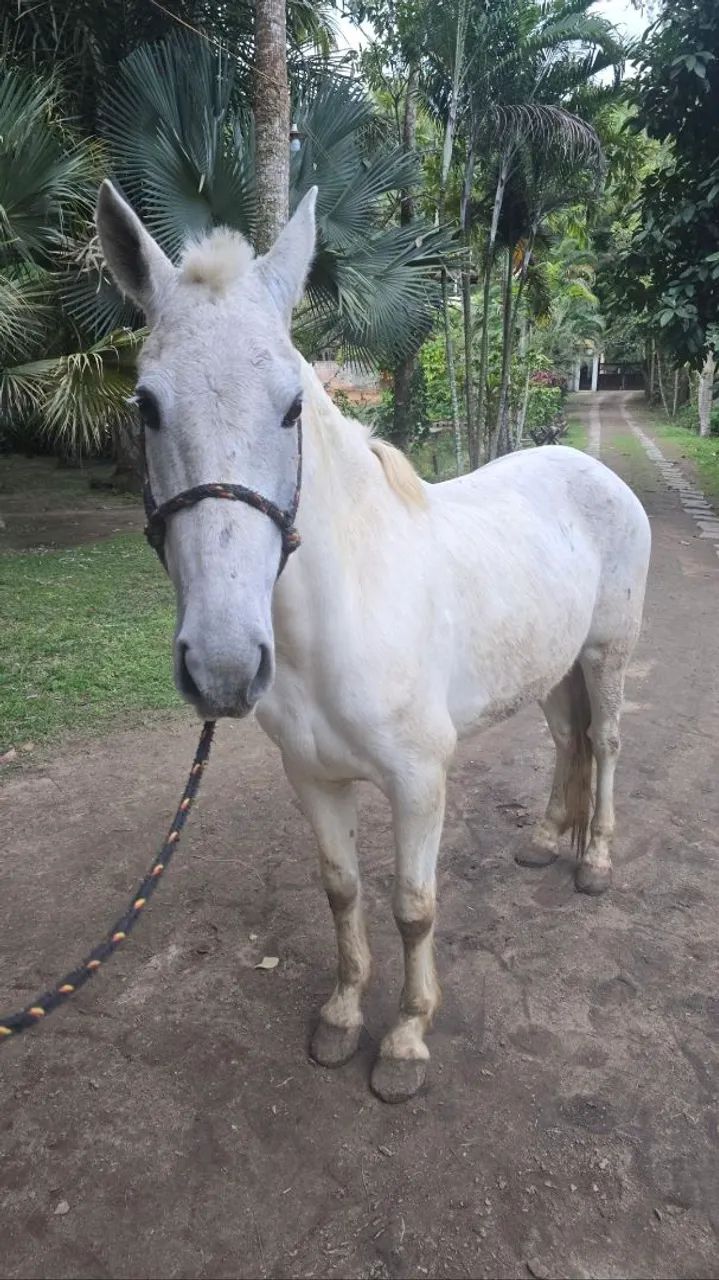 Vendo Cavalo e charrete - Foto 5