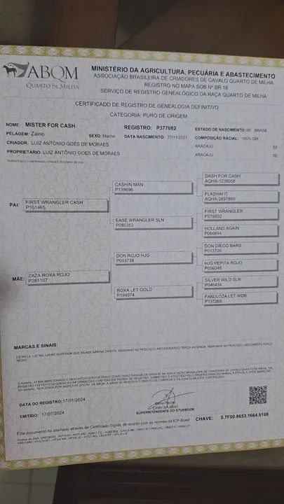 Garanhão QM, Romany For Cash - (TE), P273979  - Foto 5