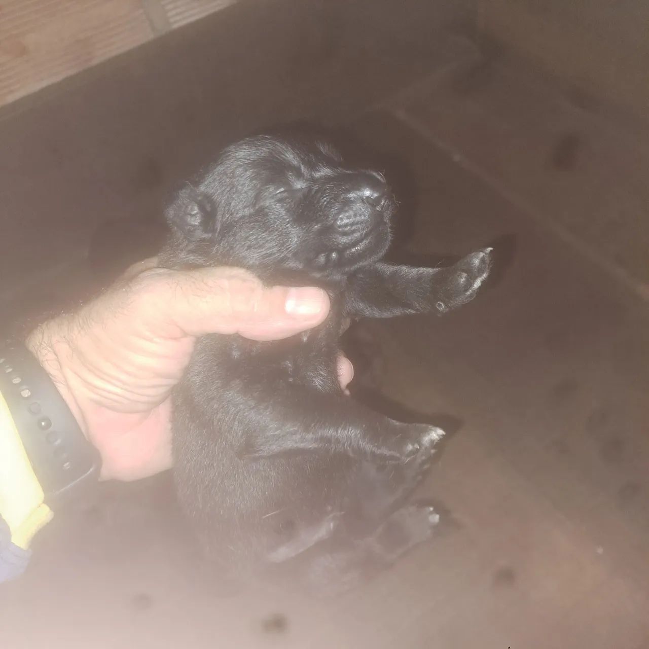Disponível para venda filhotes de pastor belga malinois  - Foto 3
