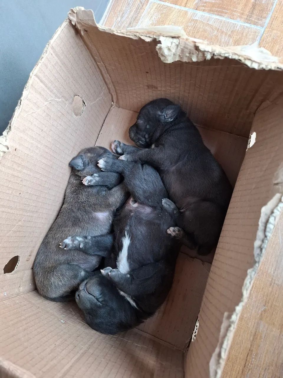 Adoção Responsável - Foto 3