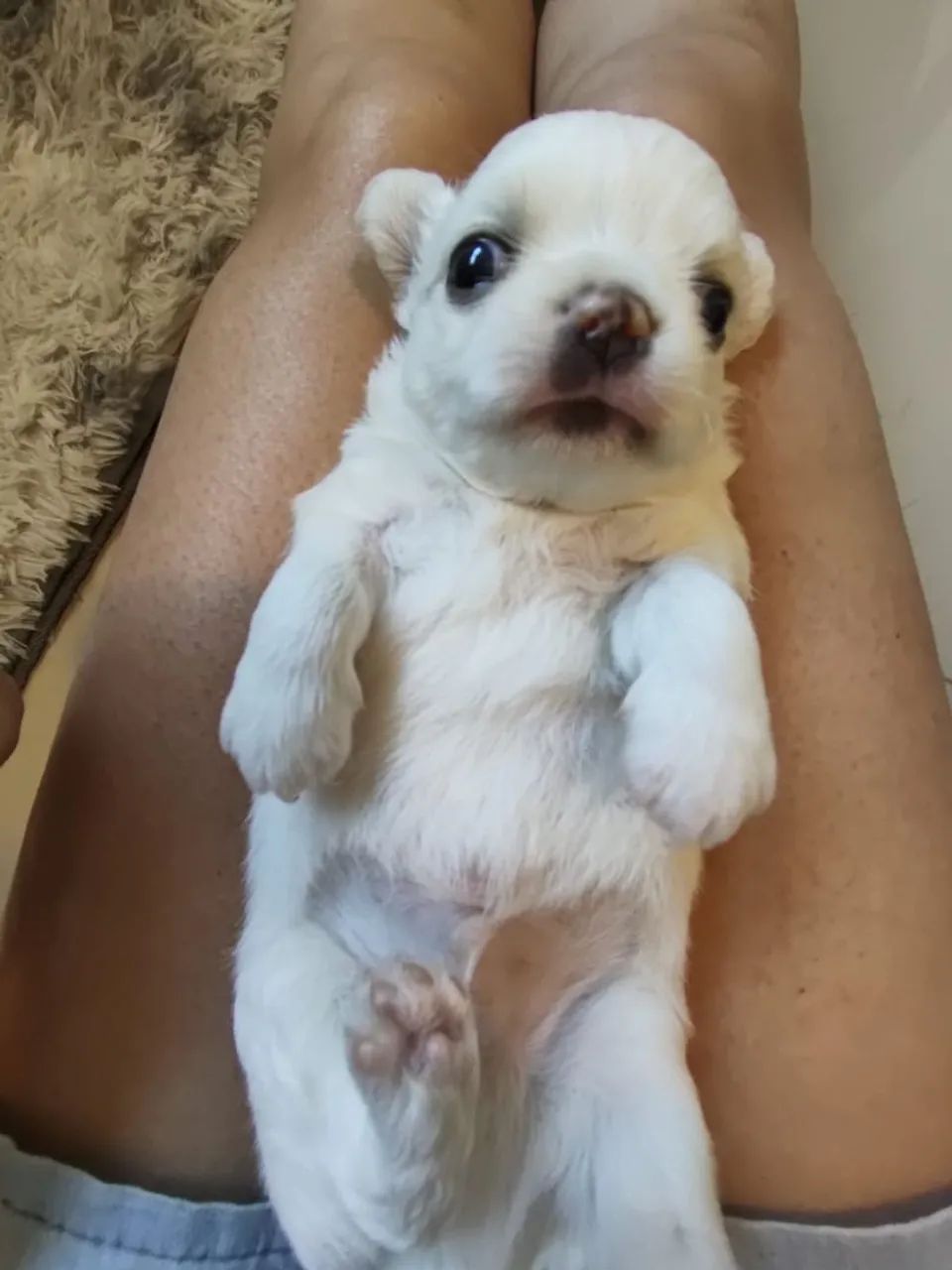 Filhotes chiuhahua pelo longo - Foto 2