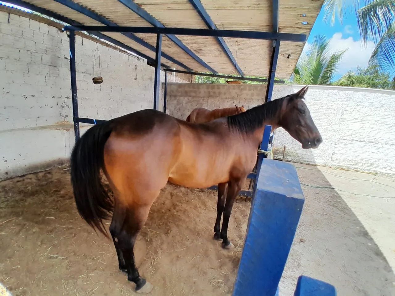 Égua Quarto de Milha