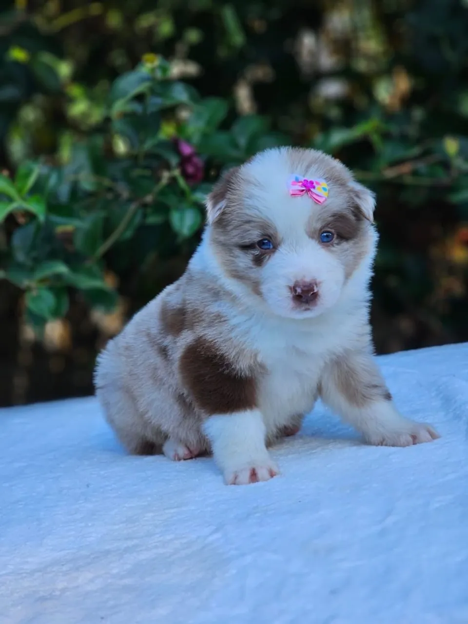 Border Collie | Canil Ale´s New World