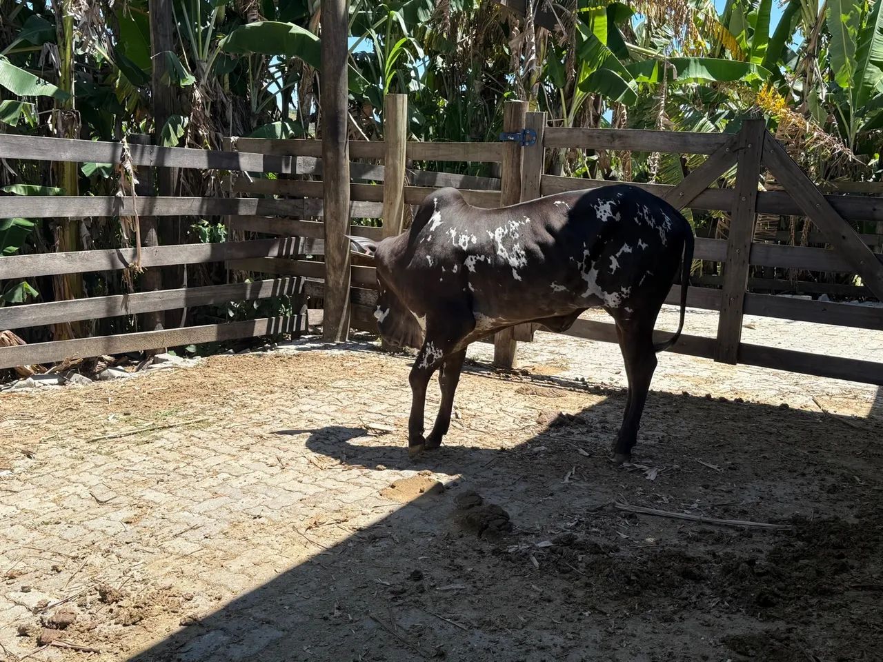 Lote de vacas e novilhas  - Foto 3