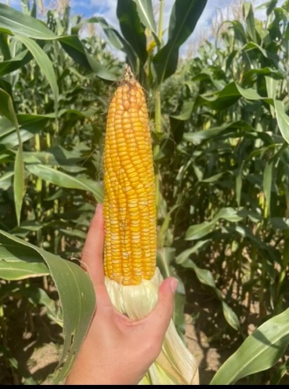 Silagem de milho - Foto 3