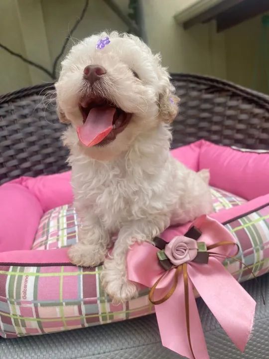 Poodle toy  - Foto 4
