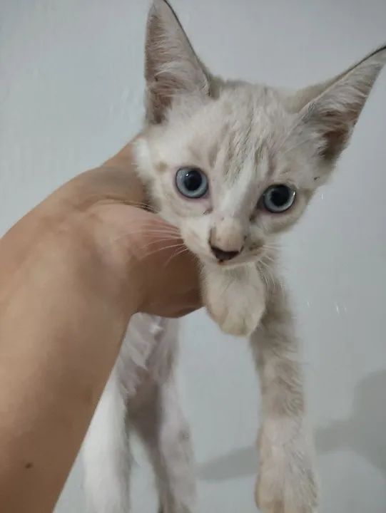 Gatinhos para adoção  - Foto 2