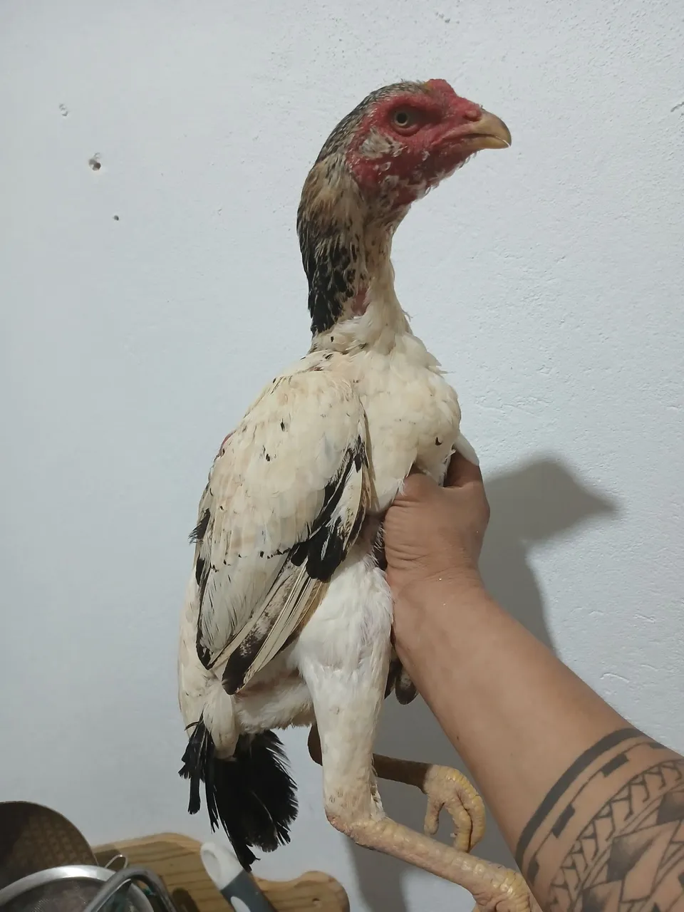 Raça moura