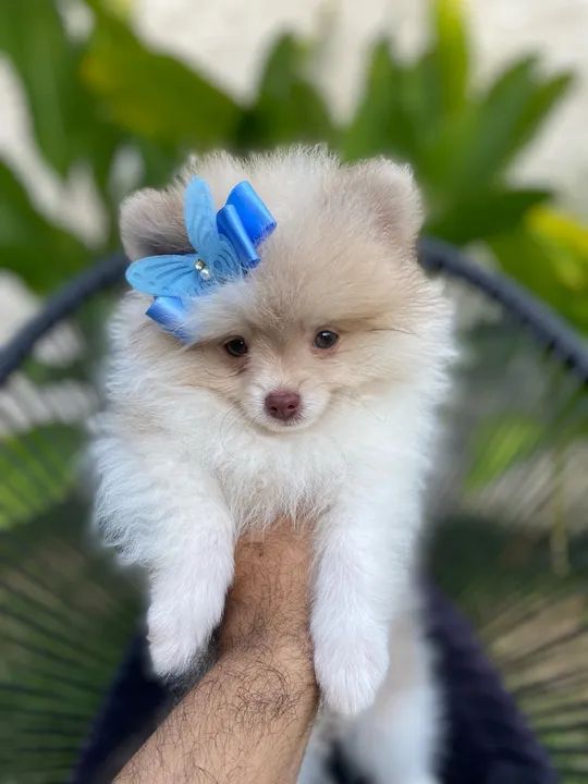 Spitz fêmea 2 meses - Foto 6