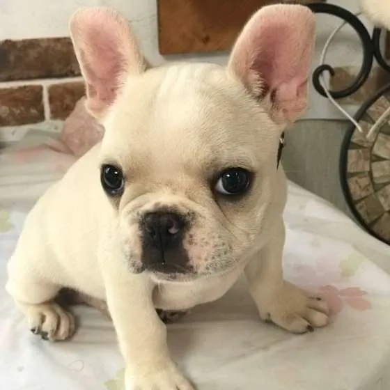 Bulldog Francês disponível com pedigree e vacinas em dia