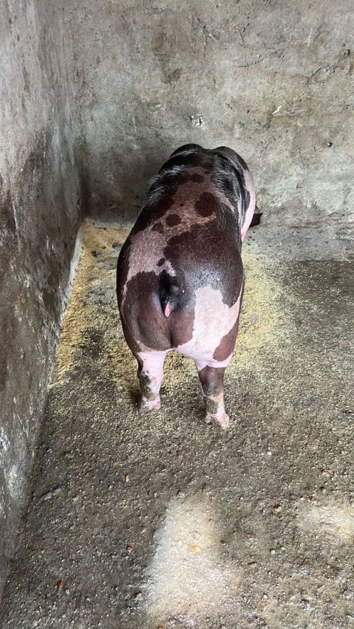  Vendo1 futura matriz pietran dálmata elite  - Foto 6