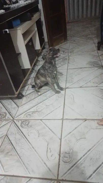 Cachorro para adoção - Foto 2