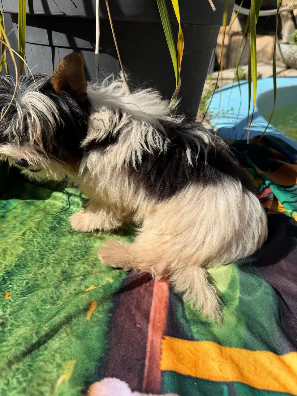 Biewer Terrier - Foto 2