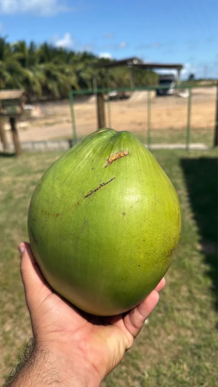 Côco Verde - Foto 2