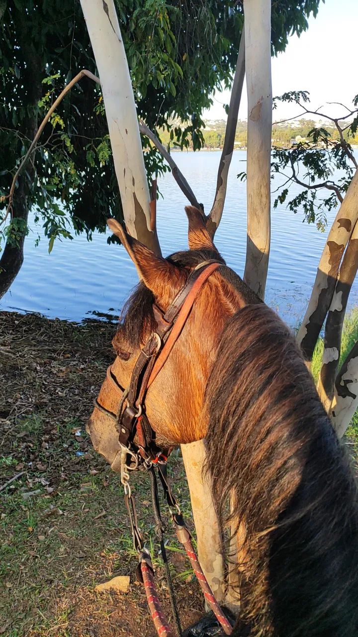 Cavalo  - Foto 3