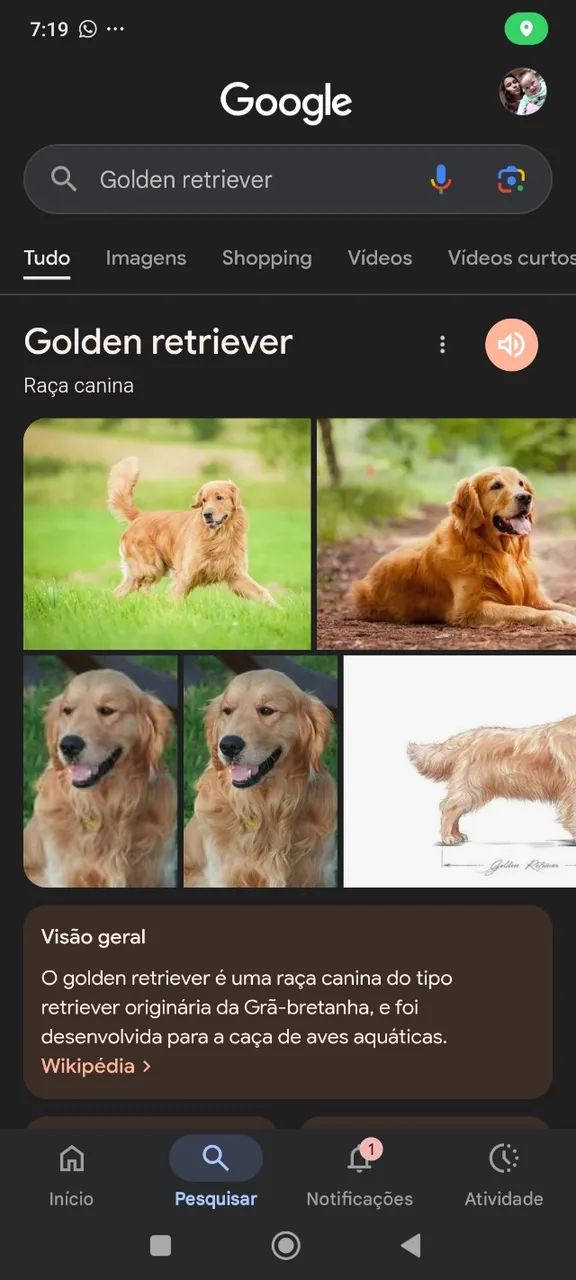Adoto Golden Retriever, ou salsicha 