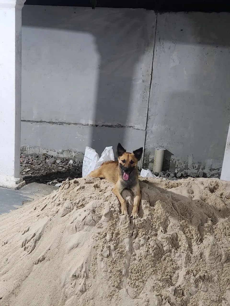 Doação responsável  - Foto 2