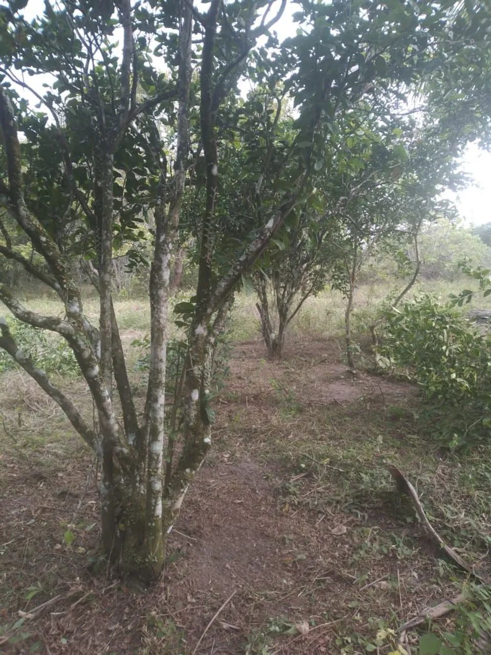 Sítio em Amado Bahia - Foto 3