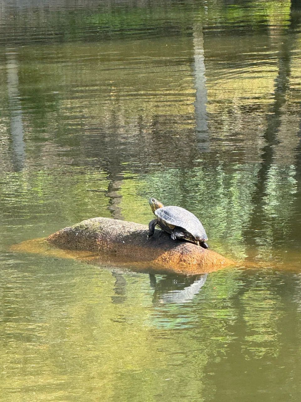 Chácara  em Morretes - Foto 10