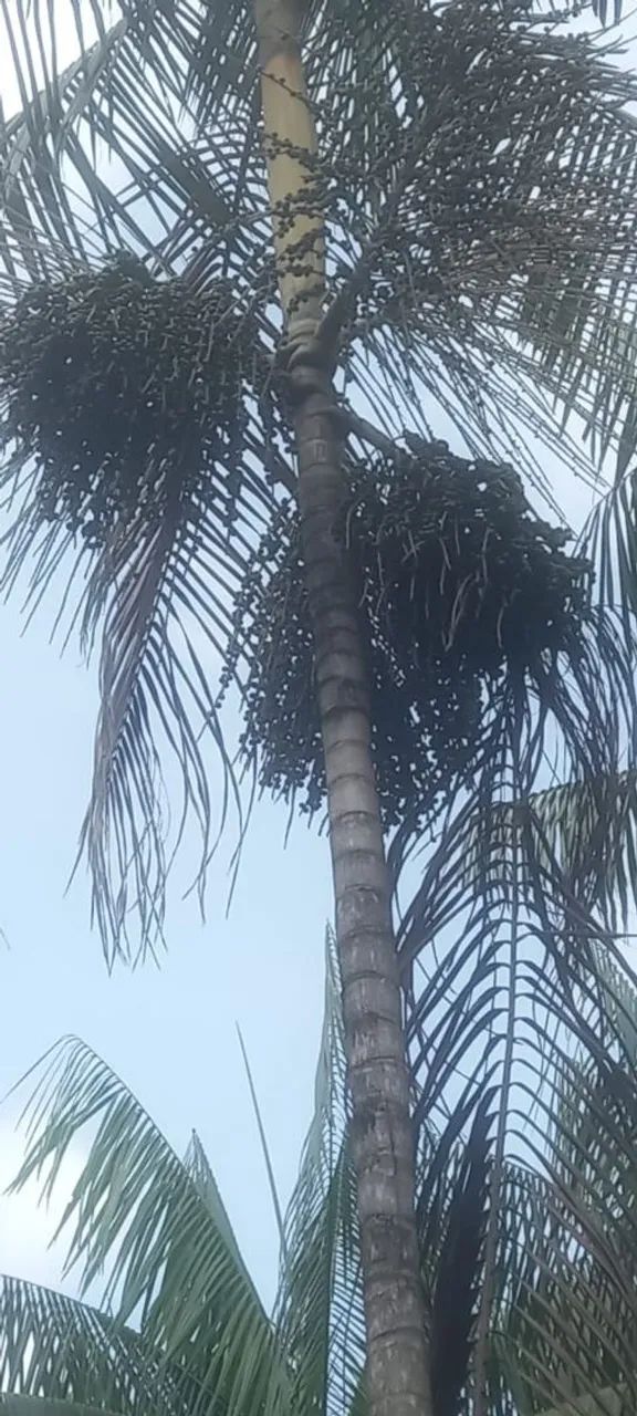Vende-se um terreno com 23 hectare Acará Pará - Foto 2