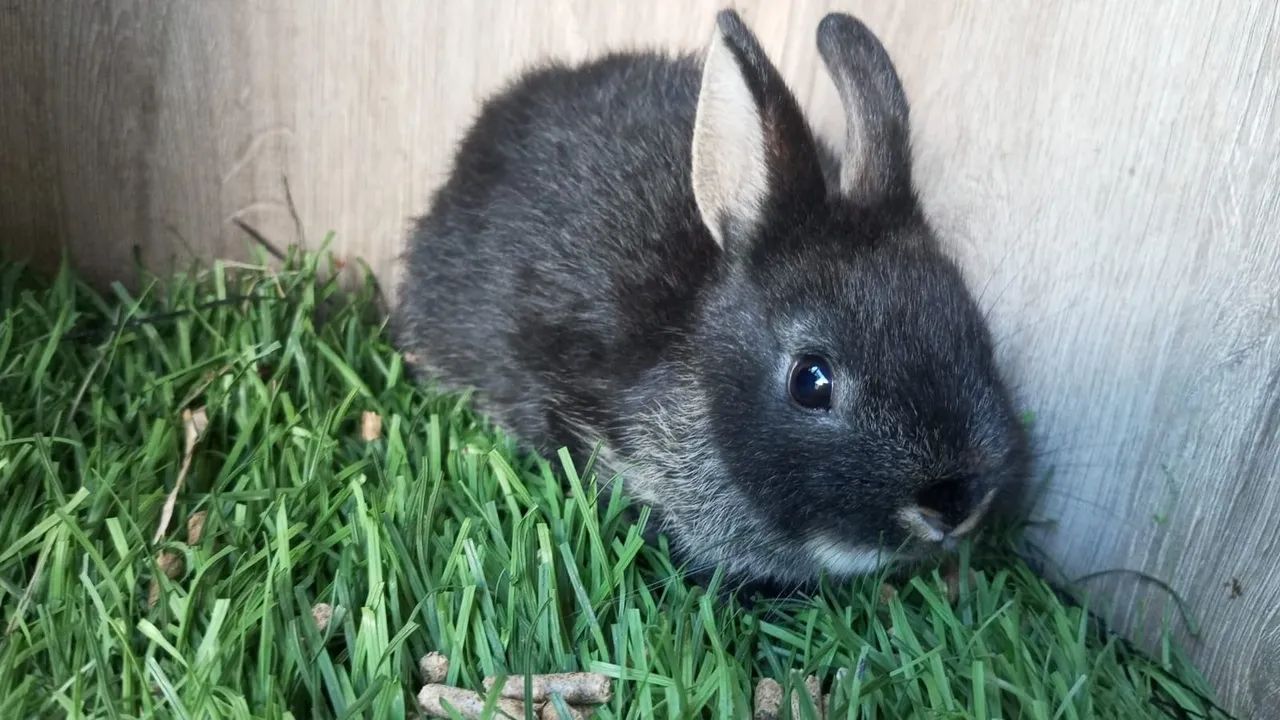 Mini Coelho ( Netherland Dwarf Pet Anão) - Foto 3
