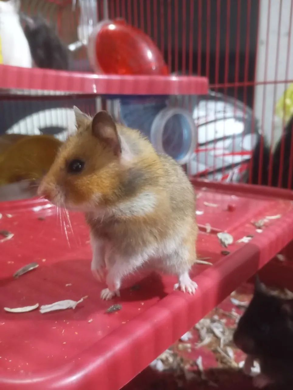 Estamos vendendo hamsters (variações de cores) 50$ reais cada - Foto 4