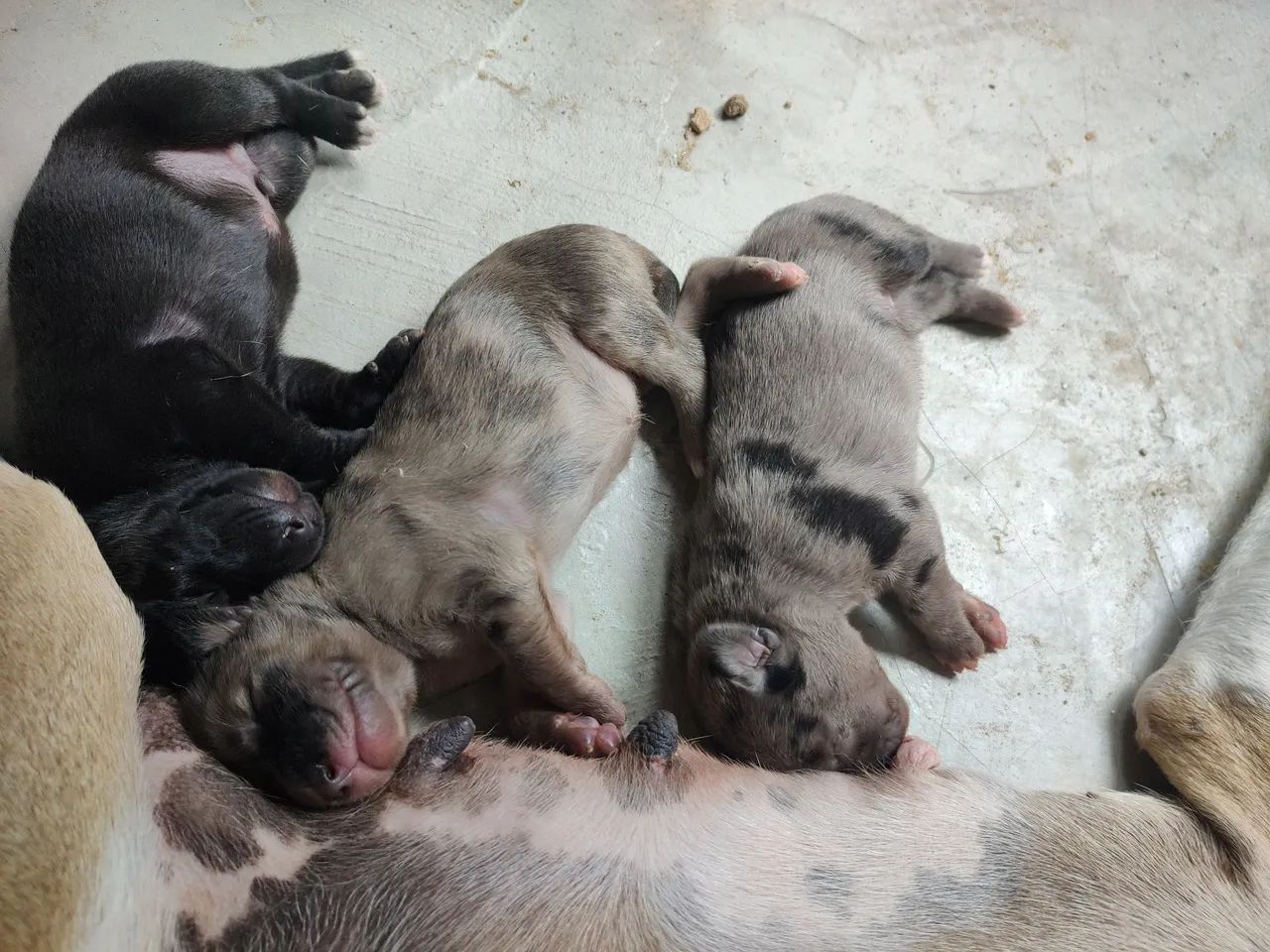 Cachorrinhos para adoção 