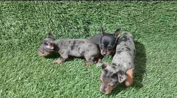 Pinscher machos  - Foto 4