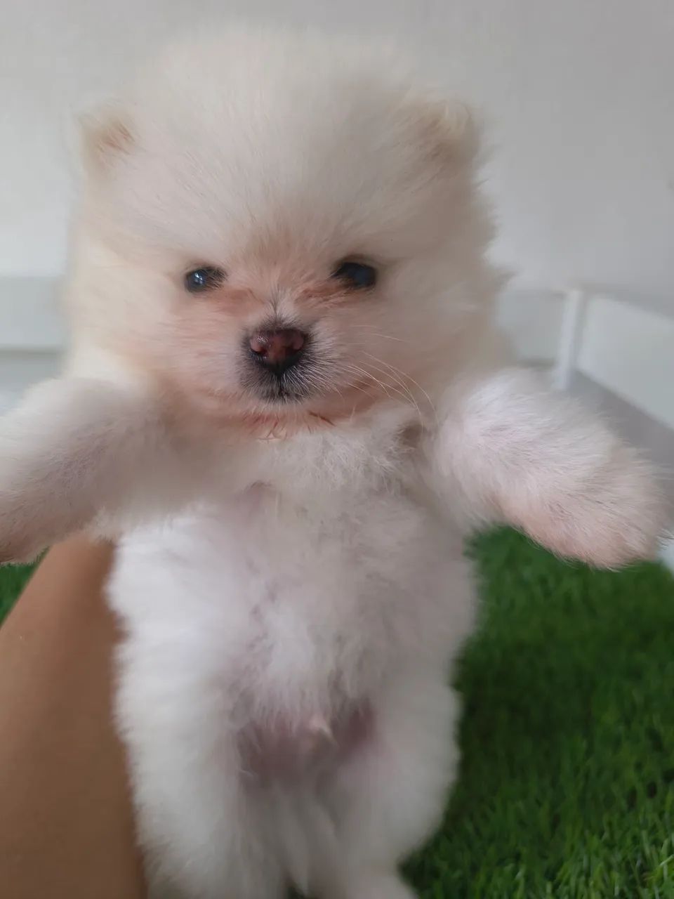 Spitz Alemão Anão Branco 
