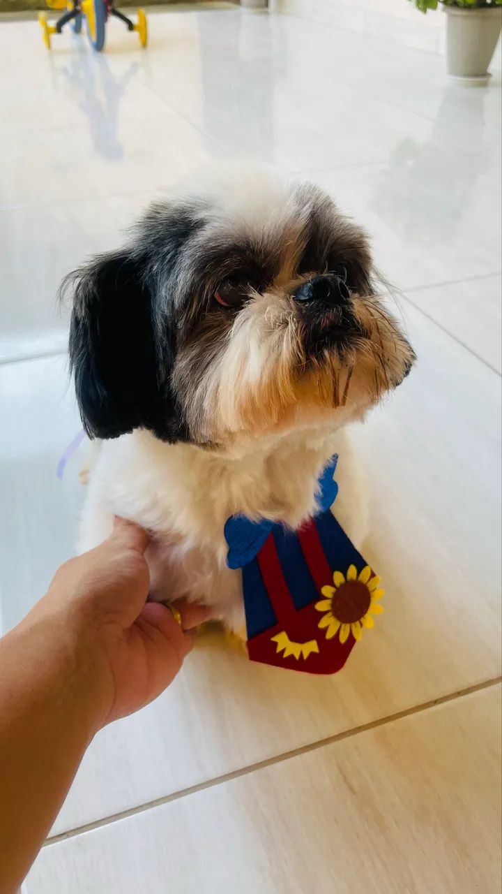 Adoção Responsabilidade Shihtzu - Foto 3