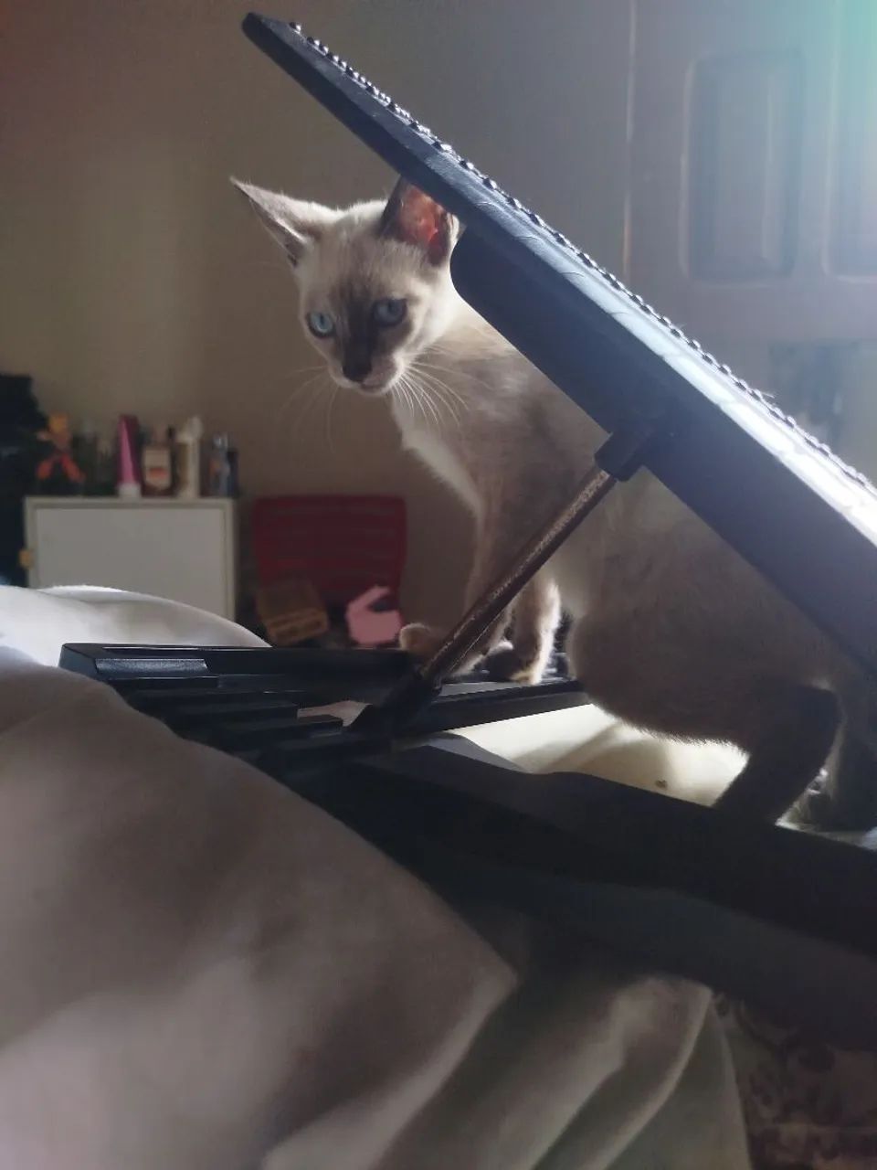 GATINHA PARA DOAÇÃO RESPONSÁVEL 